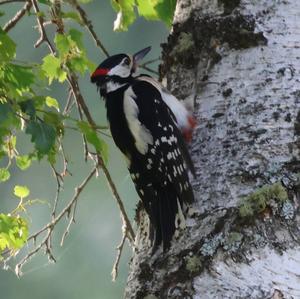 Great Spotted Woodpecker