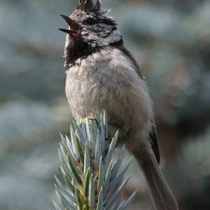 Crested Tit