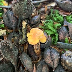 Chanterelle, Common