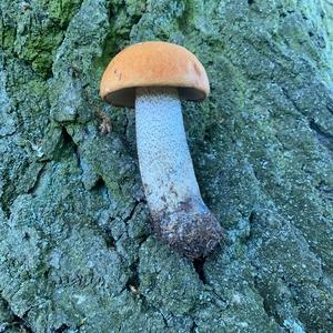 Orange Birch Bolete