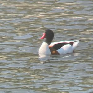 Common Shelduck