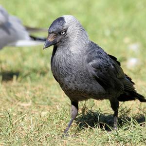 Eurasian Jackdaw