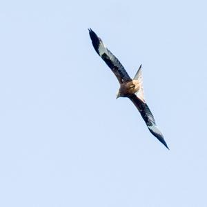 Black Kite