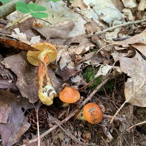 Larch Suillus