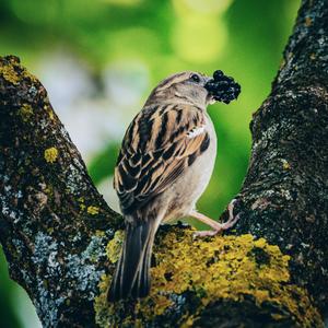 House Sparrow