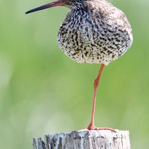 Common Redshank