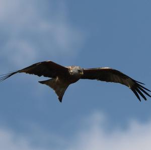 Red Kite