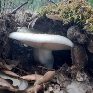 Cracked Green Russula