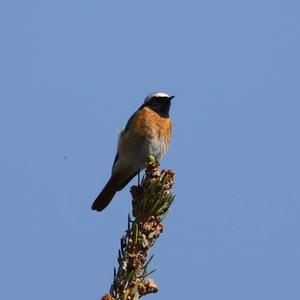 Common Redstart