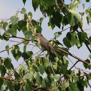 Spotted Flycatcher