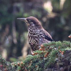 Spotted Nutcracker