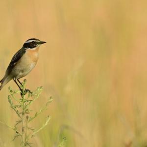 Whinchat