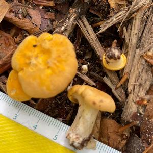 Chanterelle, Common