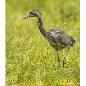 Grey Heron