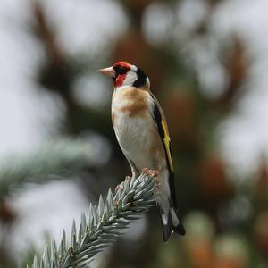 European Goldfinch