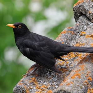 Eurasian Blackbird