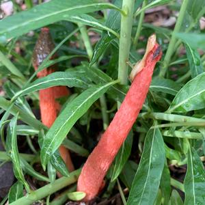 Dog Stinkhorn