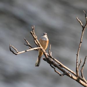 Rock Bunting