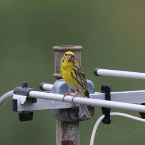 European Serin