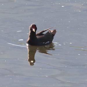 Common Moorhen