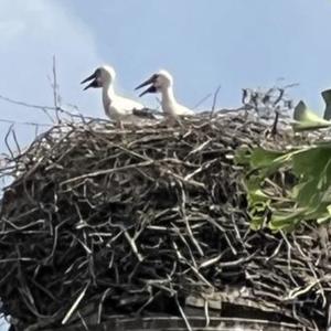 White Stork