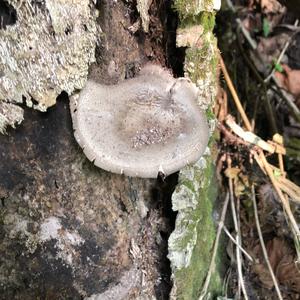 Fawn Mushroom