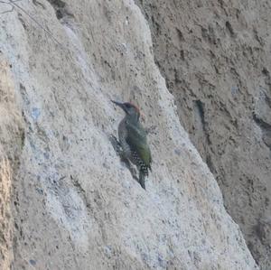 Eurasian Green Woodpecker