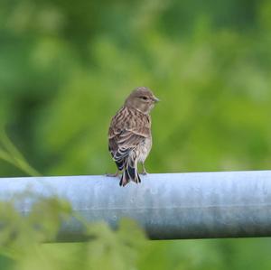 Eurasian Linnet