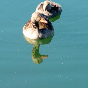 Greylag Goose