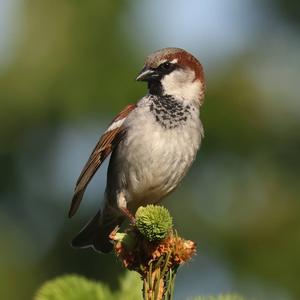 House Sparrow