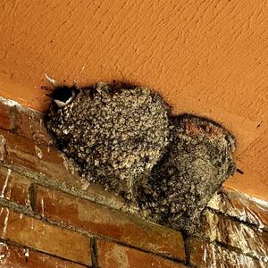 Northern House-martin