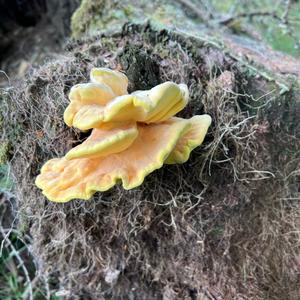 Unknown Species