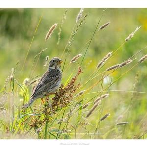 Corn Bunting