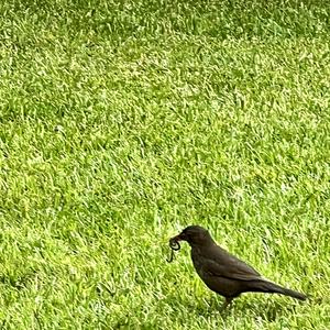 Eurasian Blackbird