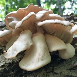 Oyster Mushroom