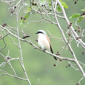 Red-backed Shrike