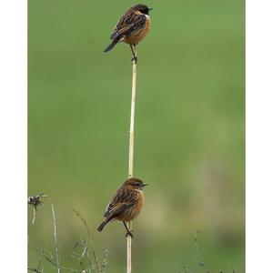 European stonechat