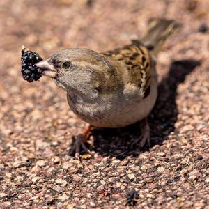 House Sparrow