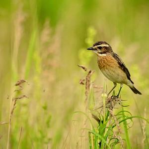 Whinchat