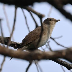 Garden Warbler