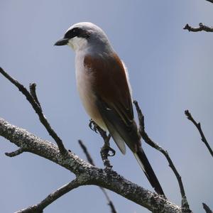 Red-backed Shrike