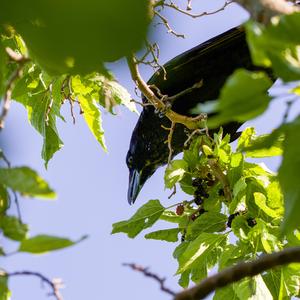 Carrion Crow