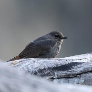 Black Redstart