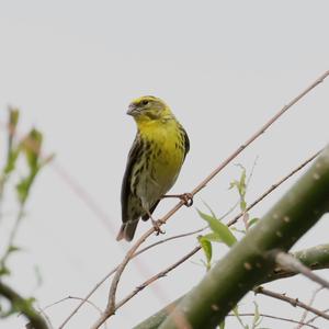 European Serin