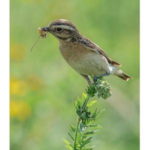 Whinchat