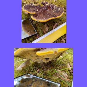 Pine Dye Polypore