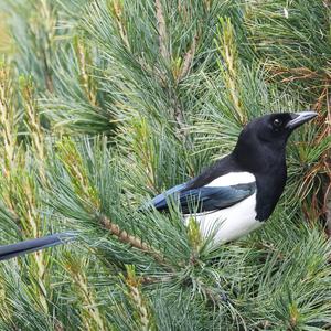 Black-billed Magpie