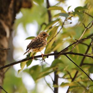 Yellowhammer