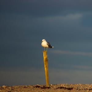 Mew Gull