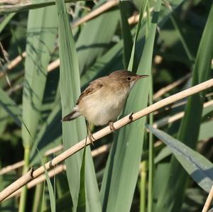 Eurasian Reed-warbler